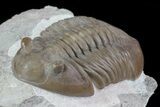 Asaphus Lepidurus Trilobite - Russia #73460-3